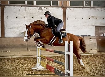 Caballo de deporte irlandés Mestizo, Caballo castrado, 10 años, 158 cm, Alazán