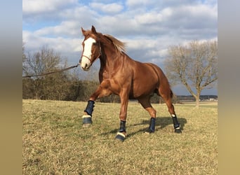 Caballo de deporte irlandés Mestizo, Caballo castrado, 10 años, 158 cm, Alazán