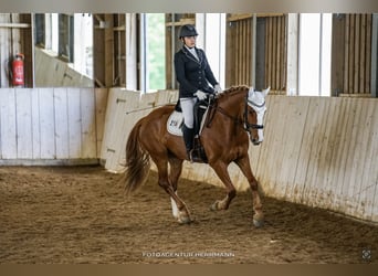 Caballo de deporte irlandés Mestizo, Caballo castrado, 10 años, 158 cm, Alazán