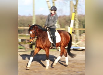 Caballo de deporte irlandés Mestizo, Caballo castrado, 10 años, 160 cm, Castaño