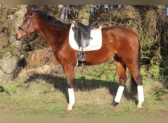 Caballo de deporte irlandés Mestizo, Caballo castrado, 10 años, 160 cm, Castaño