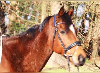 Caballo de deporte irlandés Mestizo, Caballo castrado, 10 años, 160 cm, Castaño