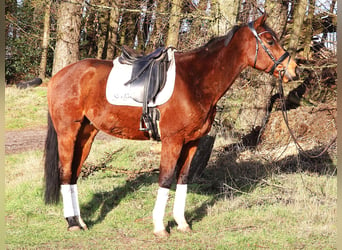 Caballo de deporte irlandés Mestizo, Caballo castrado, 10 años, 160 cm, Castaño