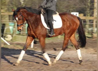 Caballo de deporte irlandés Mestizo, Caballo castrado, 10 años, 160 cm, Castaño