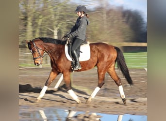 Caballo de deporte irlandés Mestizo, Caballo castrado, 10 años, 160 cm, Castaño