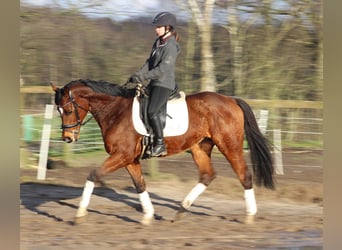 Caballo de deporte irlandés Mestizo, Caballo castrado, 10 años, 160 cm, Castaño