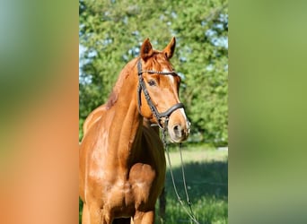 Caballo de deporte irlandés, Caballo castrado, 10 años, 162 cm, Alazán