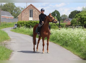 Caballo de deporte irlandés, Caballo castrado, 10 años, 162 cm, Alazán