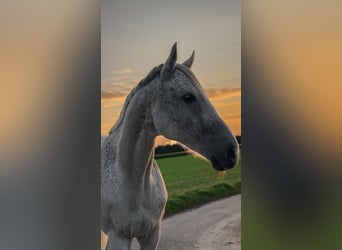 Caballo de deporte irlandés, Caballo castrado, 10 años, 163 cm, Tordo picazo