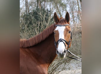 Caballo de deporte irlandés, Caballo castrado, 10 años, 165 cm, Alazán