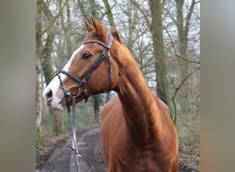 Caballo de deporte irlandés, Caballo castrado, 10 años, 165 cm, Alazán