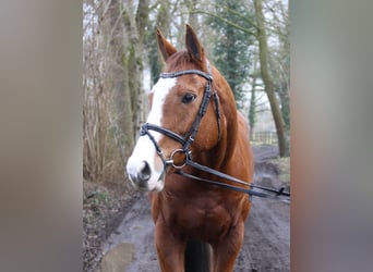 Caballo de deporte irlandés, Caballo castrado, 10 años, 165 cm, Alazán