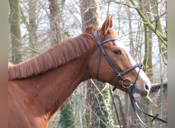 Caballo de deporte irlandés, Caballo castrado, 10 años, 165 cm, Alazán