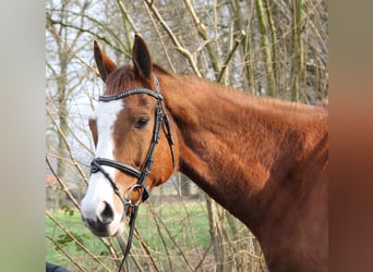 Caballo de deporte irlandés, Caballo castrado, 10 años, 165 cm, Alazán