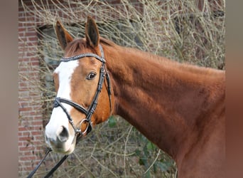 Caballo de deporte irlandés, Caballo castrado, 10 años, 165 cm, Alazán