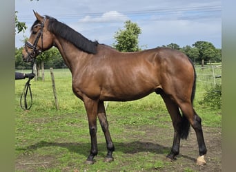 Caballo de deporte irlandés Mestizo, Caballo castrado, 10 años, 165 cm, Castaño