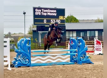 Caballo de deporte irlandés, Caballo castrado, 10 años, 165 cm, Castaño rojizo