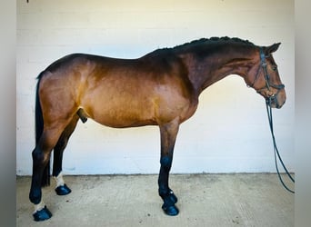 Caballo de deporte irlandés, Caballo castrado, 10 años, 165 cm, Castaño rojizo