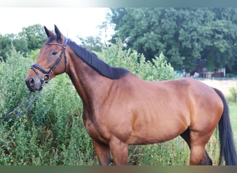 Caballo de deporte irlandés, Caballo castrado, 10 años, 168 cm, Castaño