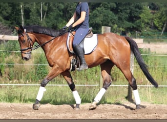 Caballo de deporte irlandés, Caballo castrado, 10 años, 168 cm, Castaño
