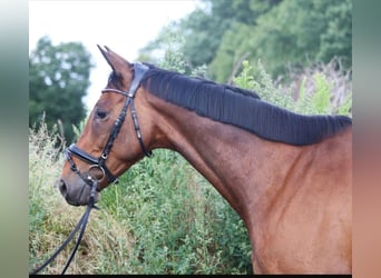 Caballo de deporte irlandés, Caballo castrado, 10 años, 168 cm, Castaño