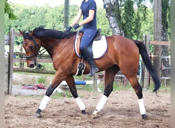 Caballo de deporte irlandés, Caballo castrado, 10 años, 168 cm, Castaño