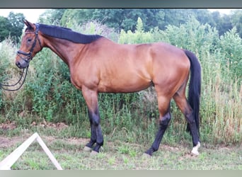 Caballo de deporte irlandés, Caballo castrado, 10 años, 168 cm, Castaño
