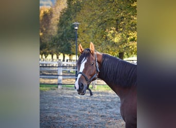 Caballo de deporte irlandés, Caballo castrado, 10 años, 168 cm, Castaño