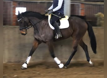 Caballo de deporte irlandés Mestizo, Caballo castrado, 10 años, 168 cm, Castaño oscuro