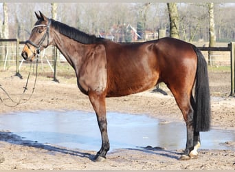 Caballo de deporte irlandés Mestizo, Caballo castrado, 10 años, 168 cm, Castaño oscuro