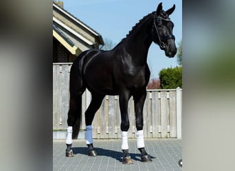 Caballo de deporte irlandés, Caballo castrado, 10 años, 169 cm, Negro