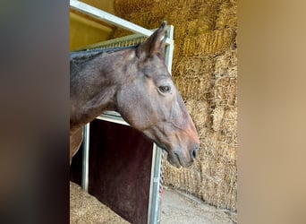 Caballo de deporte irlandés, Caballo castrado, 10 años, 170 cm, Castaño