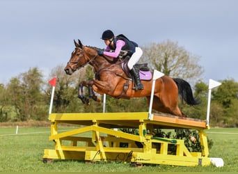 Caballo de deporte irlandés, Caballo castrado, 10 años, 170 cm, Castaño rojizo