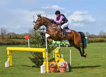 Caballo de deporte irlandés, Caballo castrado, 10 años, 170 cm, Castaño rojizo