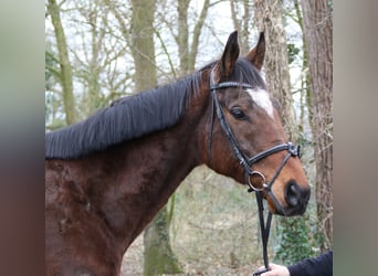 Caballo de deporte irlandés, Caballo castrado, 10 años, 170 cm, Morcillo