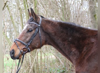 Caballo de deporte irlandés, Caballo castrado, 10 años, 170 cm, Morcillo