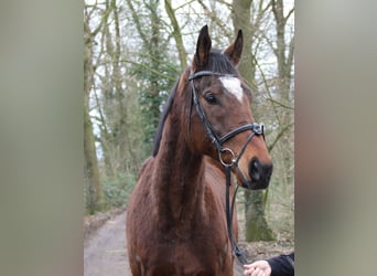 Caballo de deporte irlandés, Caballo castrado, 10 años, 170 cm, Morcillo