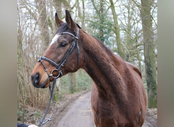 Caballo de deporte irlandés, Caballo castrado, 10 años, 170 cm, Morcillo