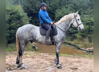 Caballo de deporte irlandés, Caballo castrado, 10 años, 170 cm, Tordo