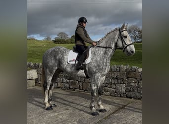 Caballo de deporte irlandés, Caballo castrado, 10 años, 170 cm, Tordo