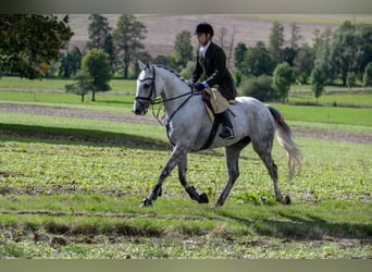 Caballo de deporte irlandés, Caballo castrado, 10 años, 173 cm, Tordo