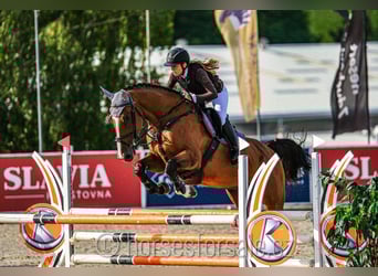 Caballo de deporte irlandés, Caballo castrado, 10 años, 175 cm