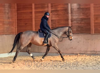 Caballo de deporte irlandés, Caballo castrado, 10 años, 175 cm, Castaño