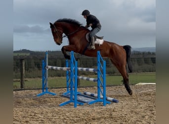 Caballo de deporte irlandés, Caballo castrado, 10 años, 182 cm, Castaño