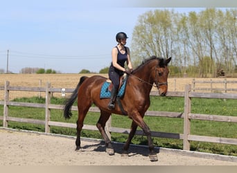 Caballo de deporte irlandés, Caballo castrado, 10 años, 182 cm, Castaño