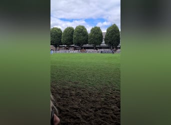 Caballo de deporte irlandés, Caballo castrado, 10 años, Castaño rojizo