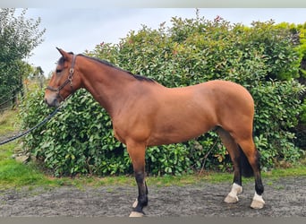 Caballo de deporte irlandés, Caballo castrado, 10 años, Castaño rojizo