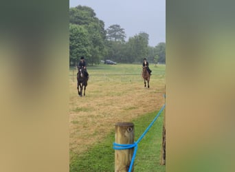 Caballo de deporte irlandés, Caballo castrado, 10 años, Castaño rojizo