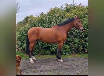 Caballo de deporte irlandés, Caballo castrado, 10 años, Castaño rojizo