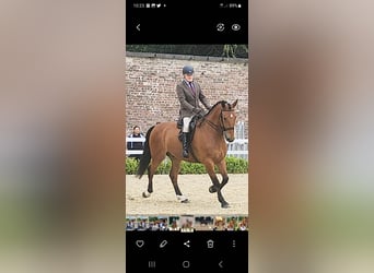 Caballo de deporte irlandés, Caballo castrado, 10 años, Castaño rojizo